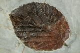 Four Fossil Leaves (Beringiaphyllum & Davidia) - Montana #223795-5